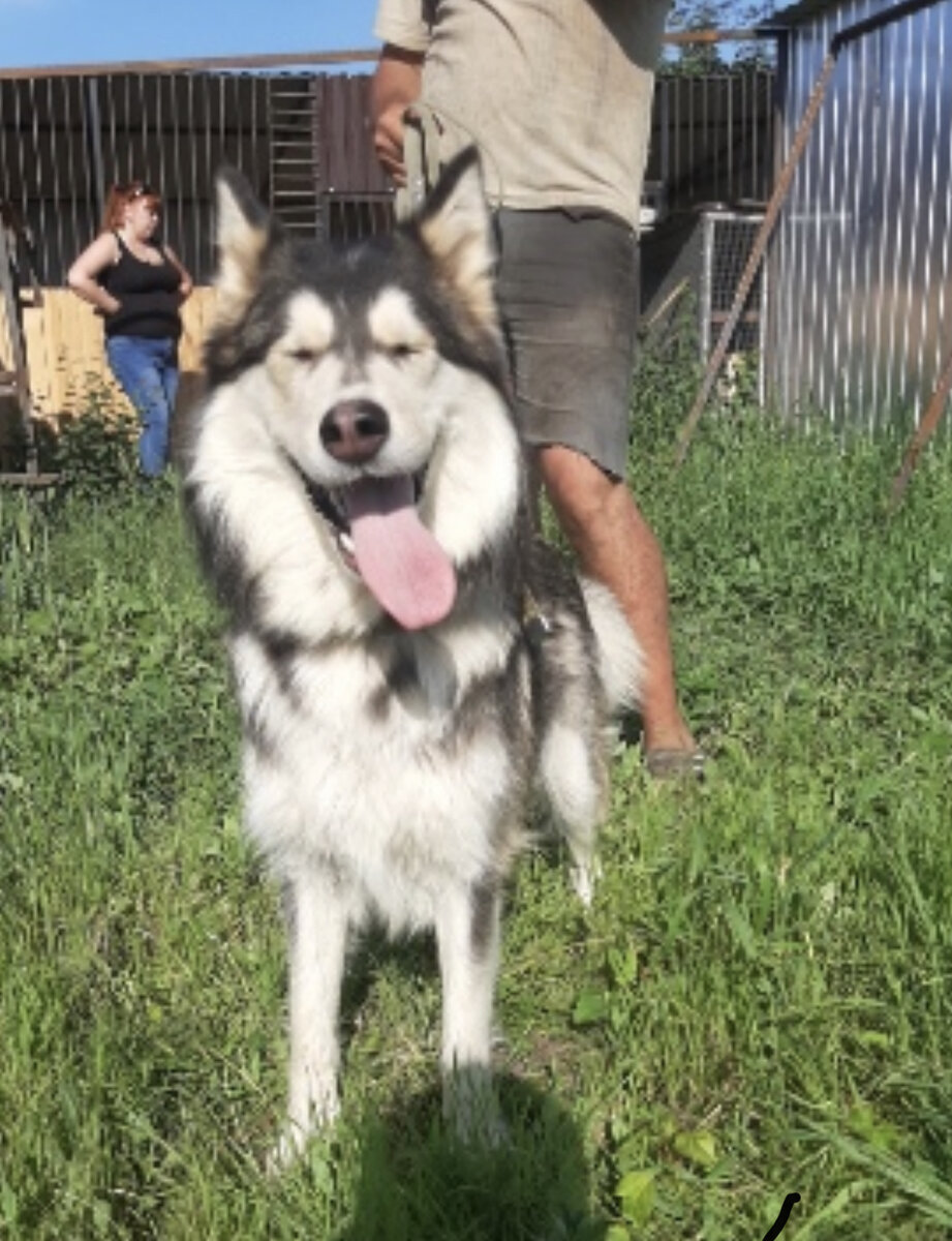 Софа