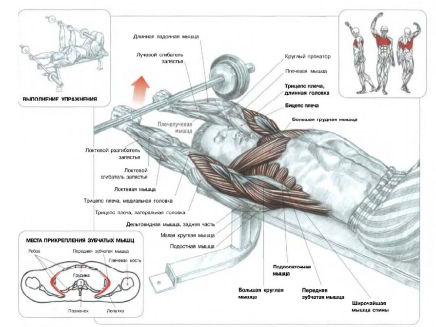 Тяга штанги лёжа 《Pull-over》. Ф. Делавье 《Анатомия силовых упражнений для мужчин и женщин》.