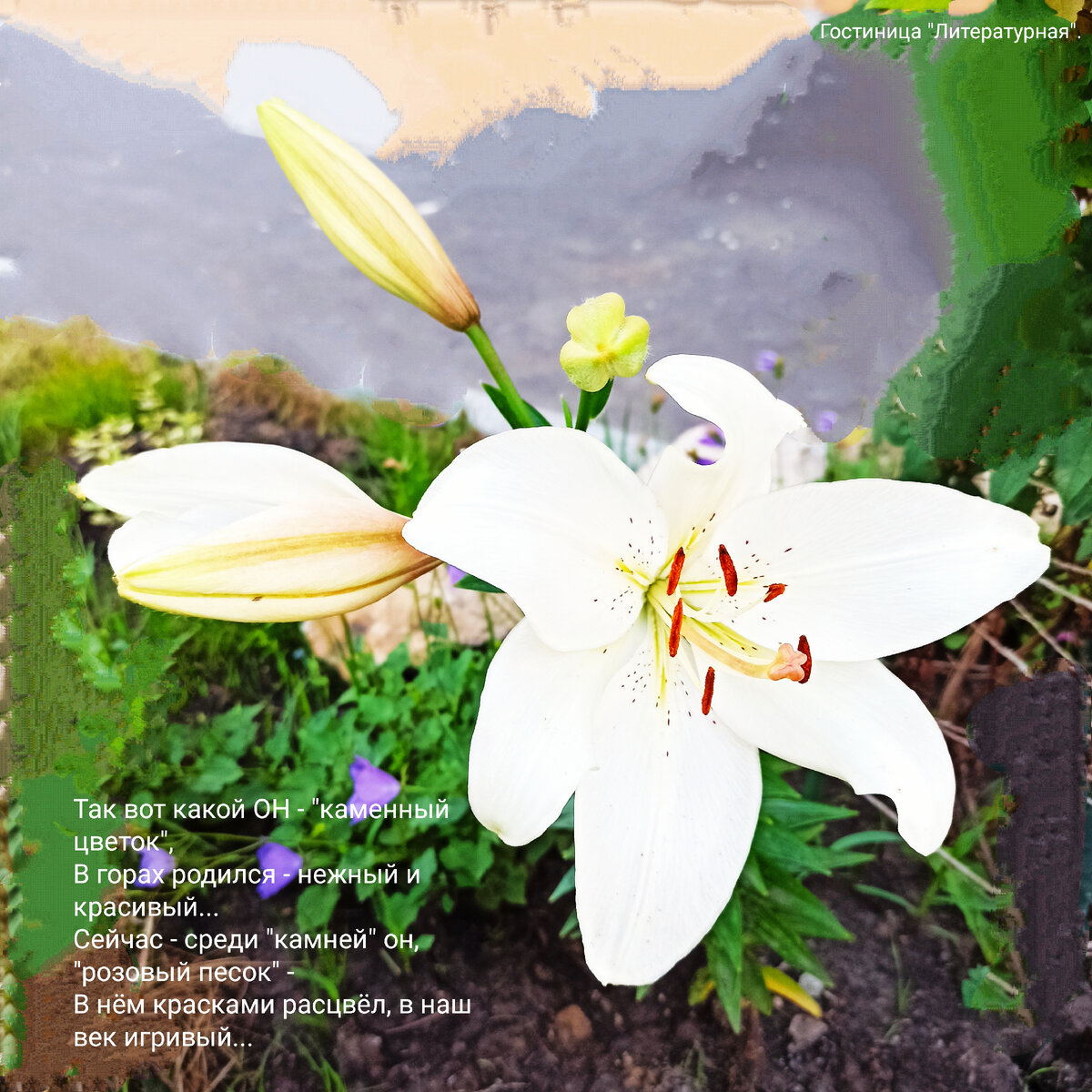 Так вот какой ОН - "каменный цветок",
В горах родился, нежный и красивый...
Сейчас - среди "камней" ОН, "розовый песок" -
В нём красками расцвёл в наш век игривый...
Распространение и любое использование без согласия автора (Pavel_Georgievsky) запрещено. Все фотоматериалы и текст являются собственностью автора.
"I&I" registered trademark.

Цикл "I&I", "Era&Pik" Co. LTD.