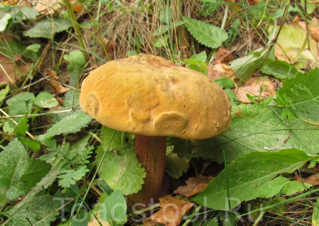 Дубовик обыкновенный. Знаю местечко, где их вообще не собирают (фото И.Лебединского)