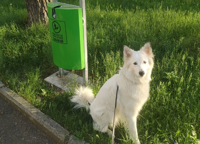 Юся и дог-бокс в нашем дворе