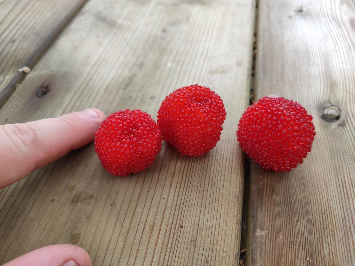 Очень красивые и вкусные=)