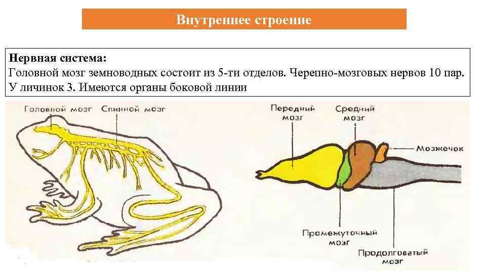 Средний мозг у земноводных