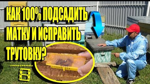 100% ПОДСАДКА ПЧЕЛИНОЙ МАТКИ. ИСПРАВЛЯЕМ ОТВОДОК С ТРУТНЕВОЙ МАТКОЙ ДЛЯ НАЧИНАЮЩИХ ПЧЕЛОВОДОВ 19-21