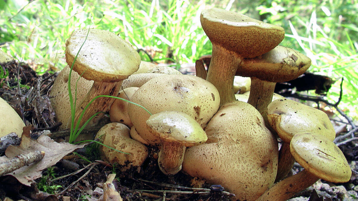 Кто на ком стоял? (фото пользователя Waleri)