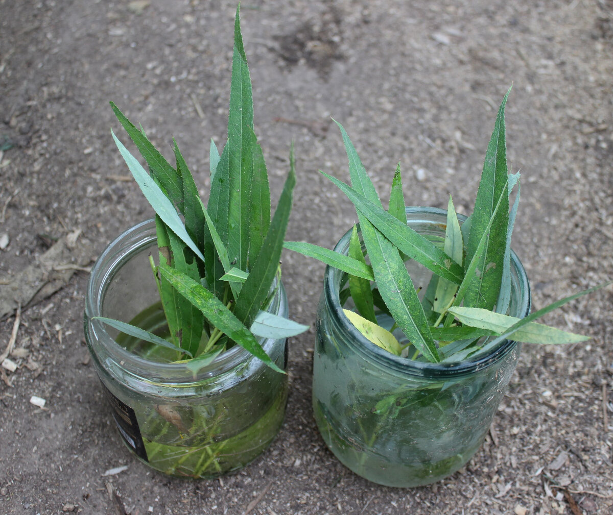 ива в банке