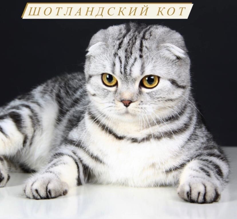 Светлый шотландский кот