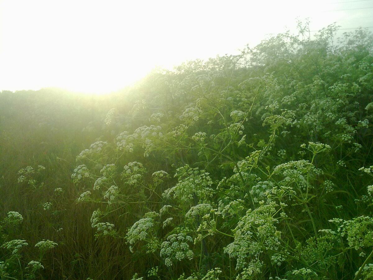 Здесь наоборот, в тенях есть информация, а фон пересвечен. Снято на Nokia 5800 XpressMusic.