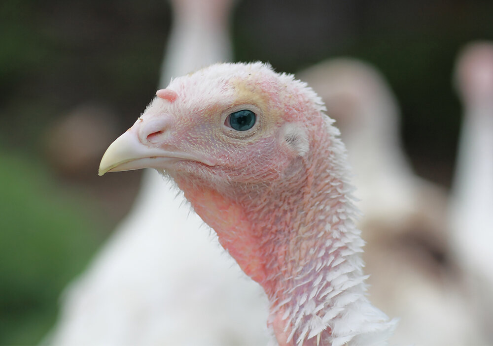 А вы знали, что у индюков голубые глаза?