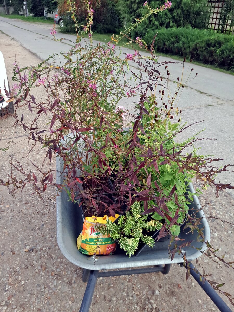 Садовый шопоголик в Звенигородском центре декоративного садоводства | Сад  Анны Гауэр | Дзен