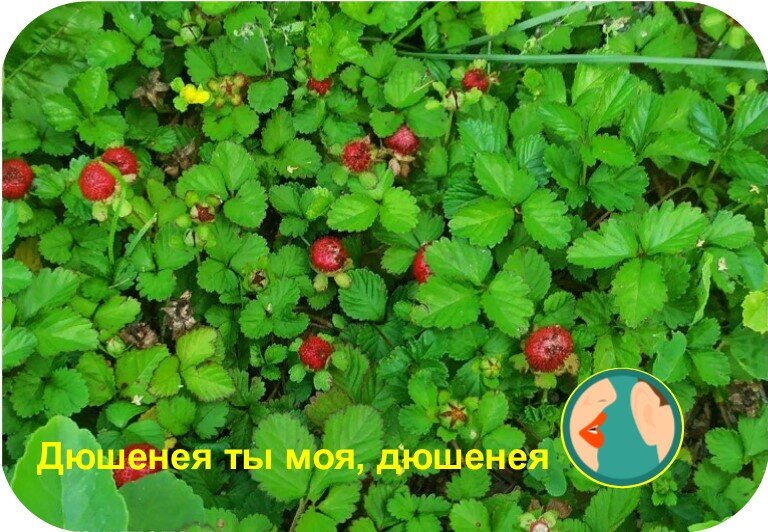 Дюшенея называется