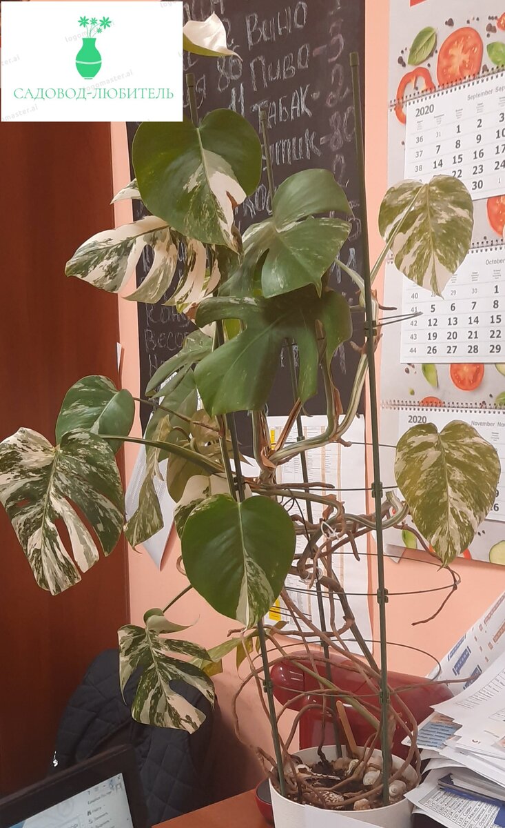 Монстера у меня на работе.