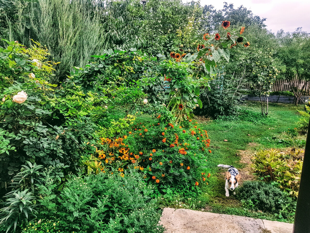 Слева от тропинки - целые заросли бархатцев.