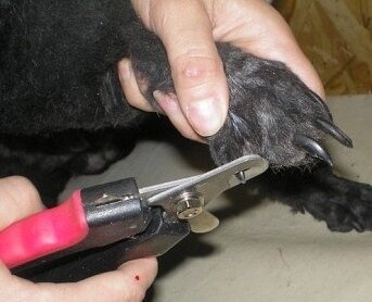 Стрижка когтей бокорезом - инструмент сбоку от лапы.