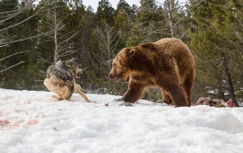 Медведь сильнее волка, одним ударом лапы он почти уби_л Сыра
