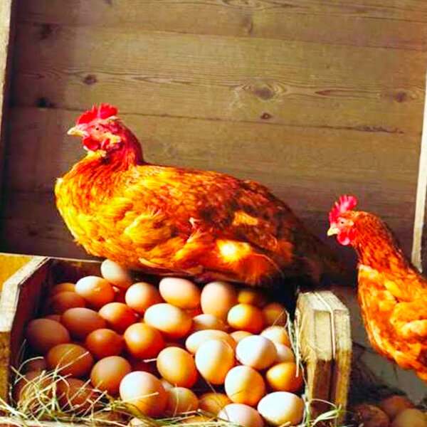 Куры не несут яйца: причины, норма яйценоскости, способы увеличения продуктивности