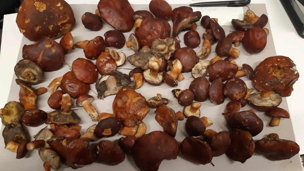 Те самые грибы. nhnieuws.nl/