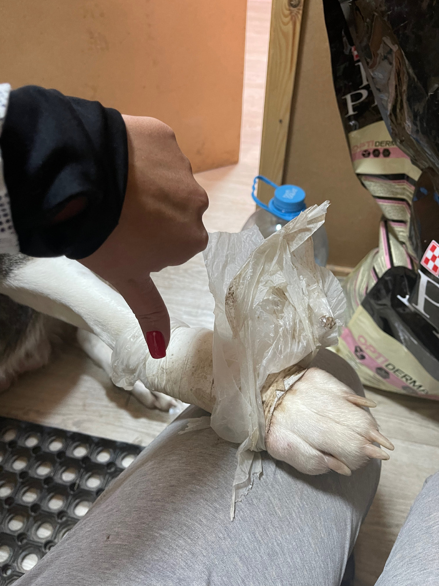 После каждой прогулки выглядело это примерно так. 