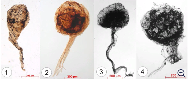 Константин Наговицын, специалист по низшим растениям из Сибирского отделения РАН (Новосибирск), выделил грибные остатки, ориентируясь на известные циклы размножения современных грибов. Объектом его исследований стала разнообразная лахандинская биота (восточная Якутия), абсолютный возраст которой составляет 1000–1030 млн лет. Среди явных водорослей найдены и загадочные булавовидные образования. отнесенные к первым грибам.