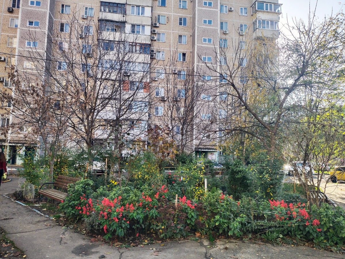 Вот такие клумбы на Гидрострой до сих пор цветут. Хотя на улице, середина ноября.