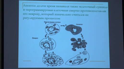 Попова Е. Н. - Структура и функция митохондрий - Роль митохондрий в апоптозе