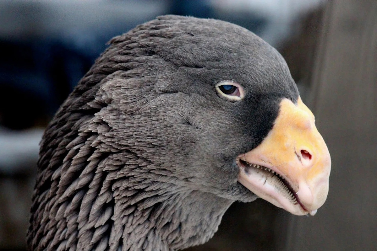 Похоже, праздничным ужином станешь ты. 