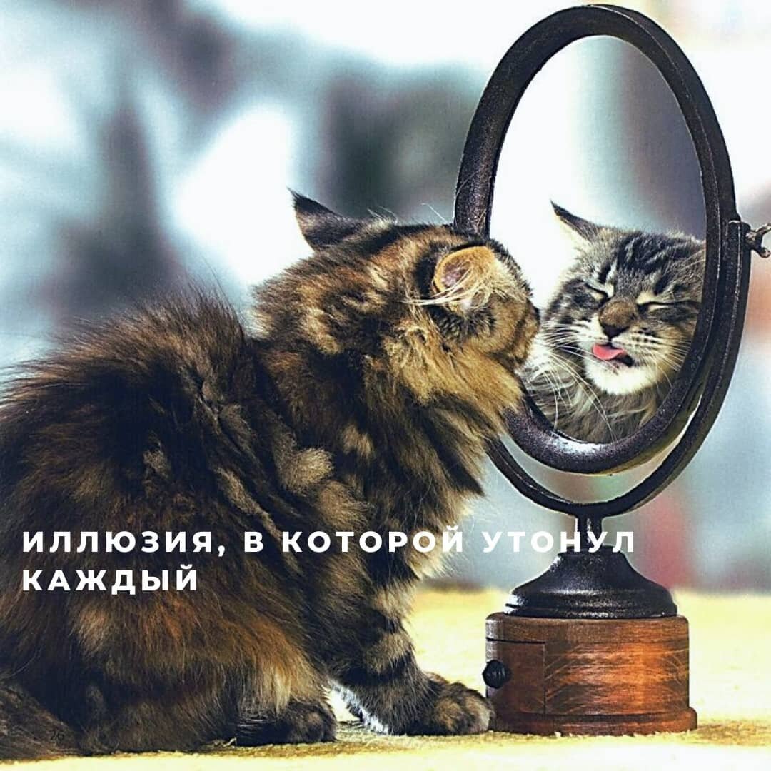 Забавный котик, демонстрирующий эффект зеркальной иллюзии.