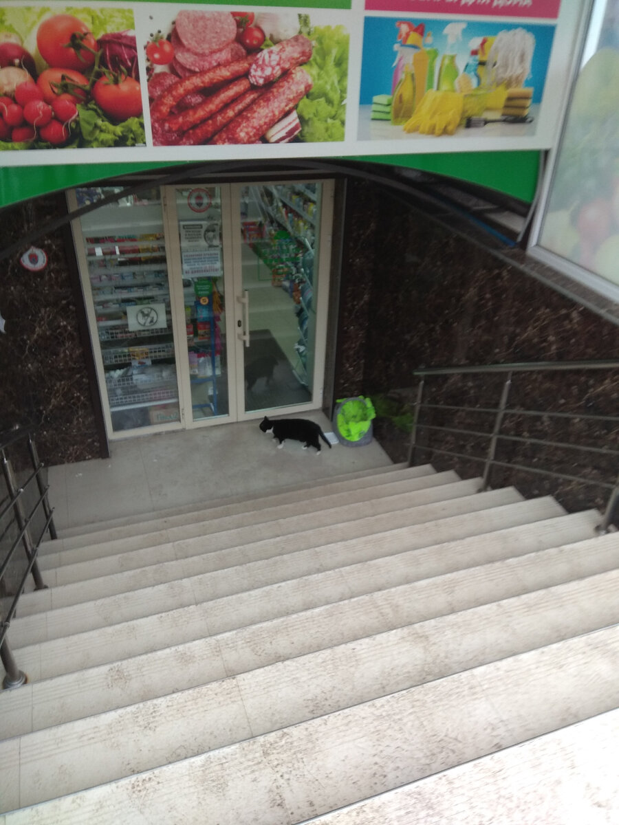 Кот-охранник.