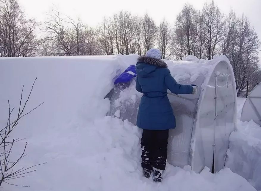 Фотография взята из источника vosadu-li-vogorode.ru 