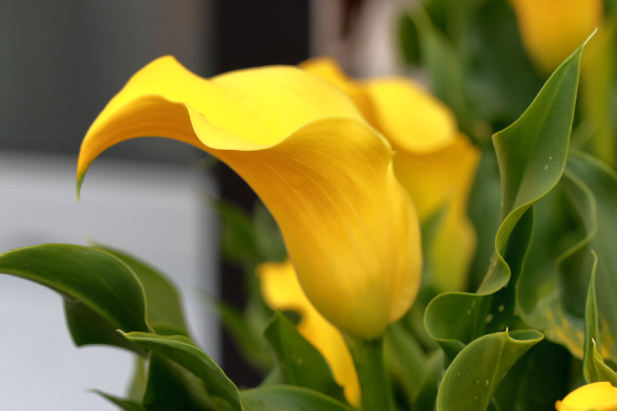 Цветы Капитана Мемфиса подходят для срезки