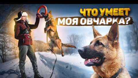 Немецкая Овчарка Трахает порно видео смотреть бесплатно на ГигПорно