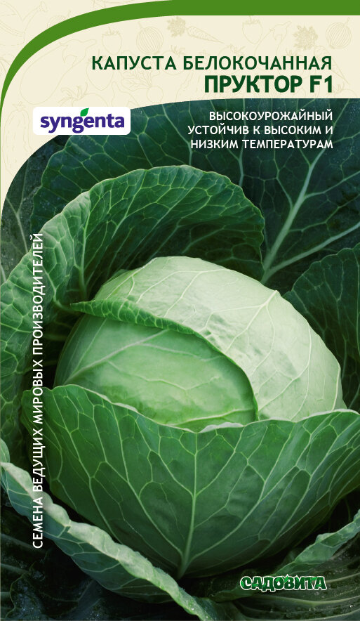 Капуста пруктор описание сорта фото отзывы Лучшие семена ранней капусты для открытого грунта Садовита - дачная находка! Дзе