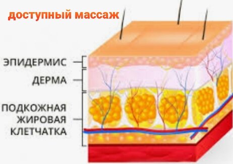 Подкожно жировая клетчатка 