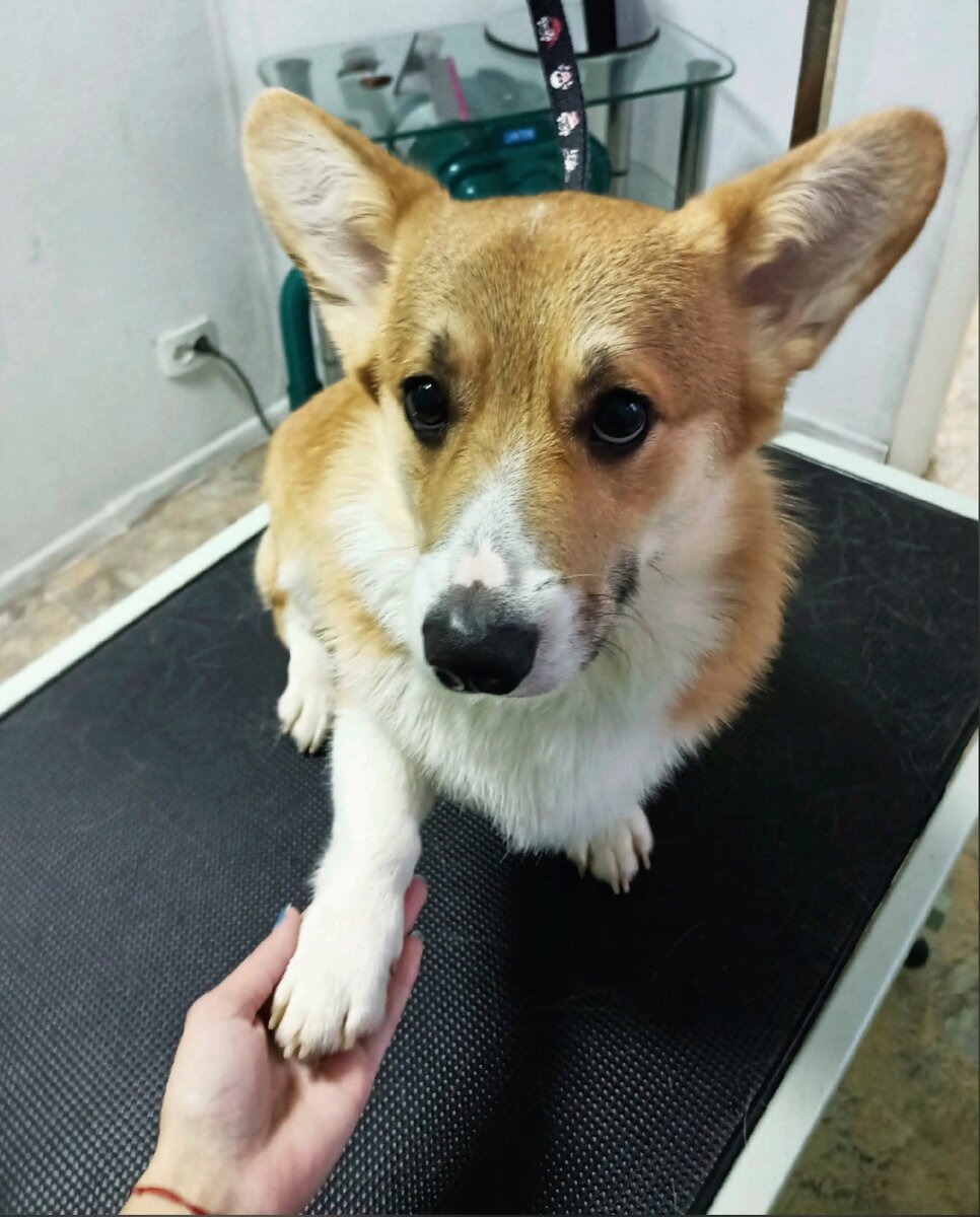 Я думала, что она будет работать с детьми, а она работает с собаками.