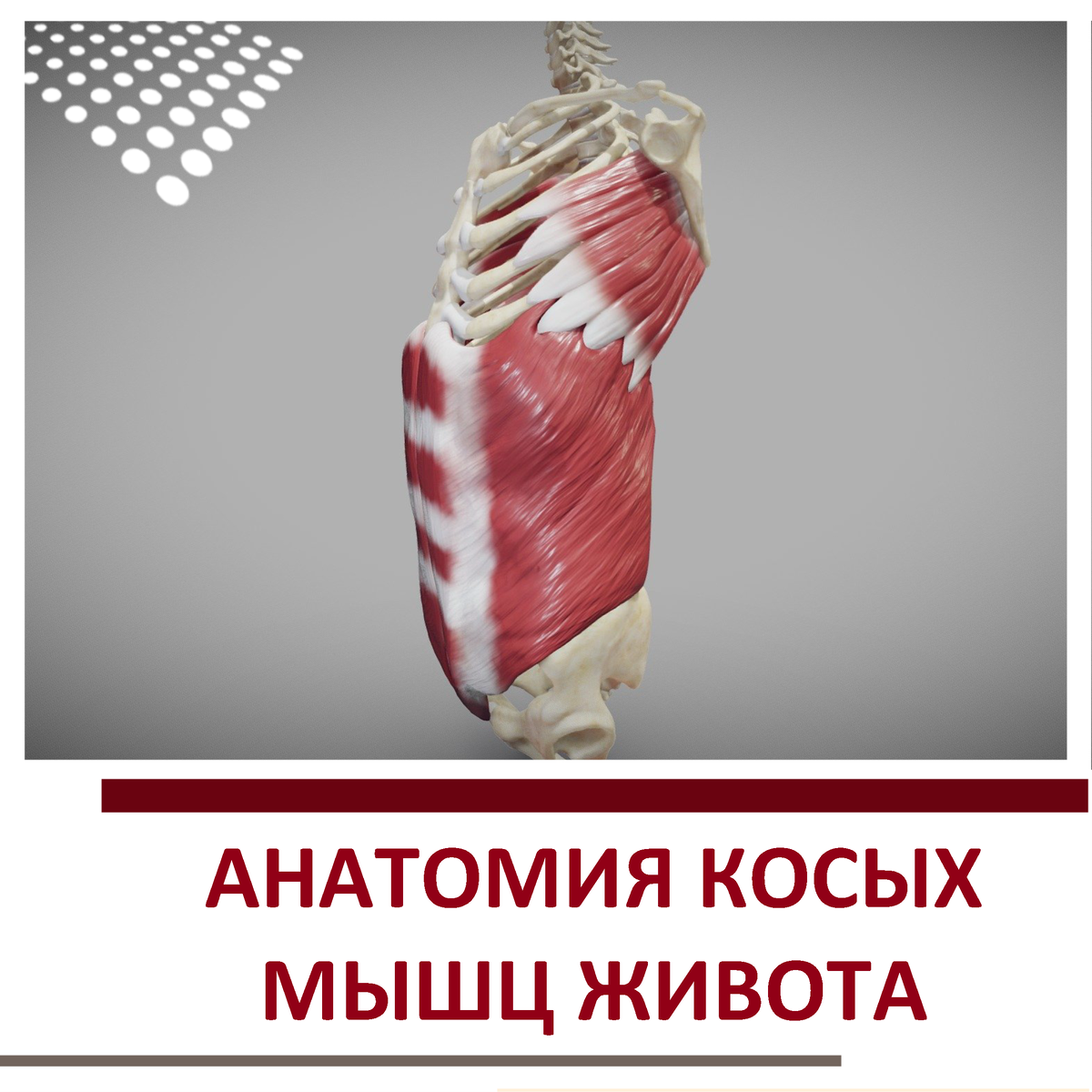 Косые мышцы живота
