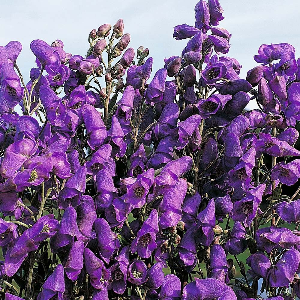 лаванда узколистная фелис. сеткреазия пурпурная setcreasea purpurea. аконит цветок. лаванда узколистная munstead variety,.