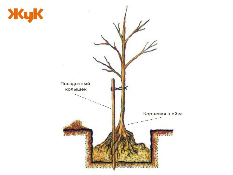 Посадка груши чижевского