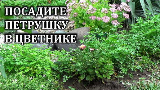 Петрушку можно сажать не только на огороде У меня она растет в цветнике ! Попробуйте и вы