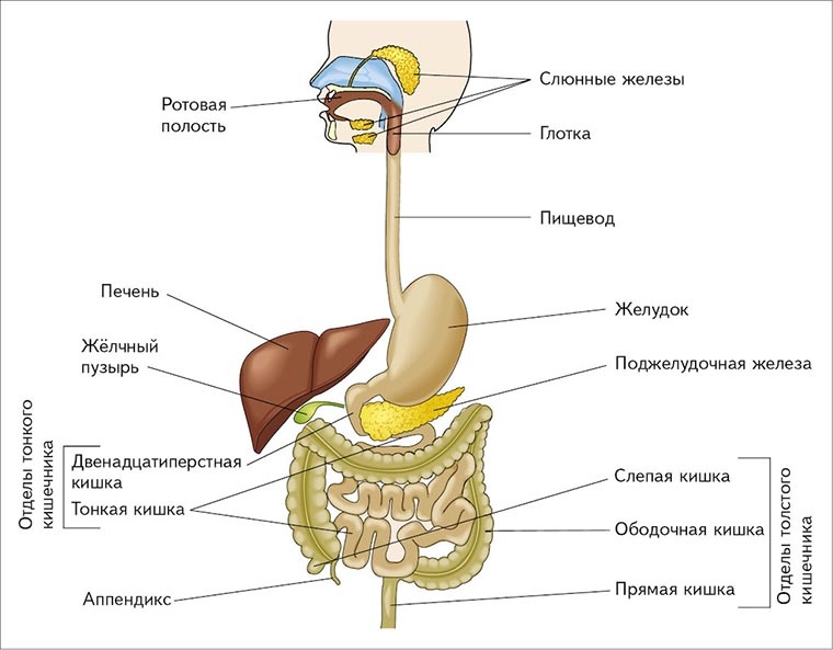 Фото автора: открытый источник/пищеварительная система человека