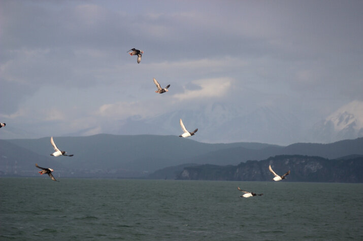 Птицы. Фото: Дмитрий Солоненко, участник конкурса РГО "Самая красивая страна"