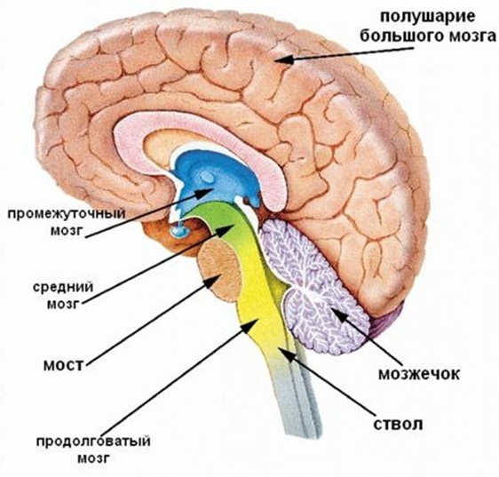 Ствол мозга и его основные структуры, включая мозжечок