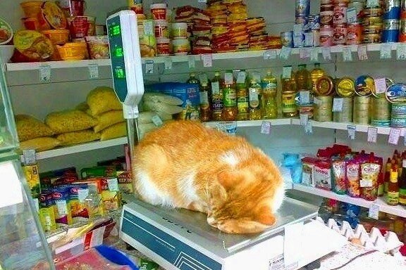 Кот в продовольственном магазине.