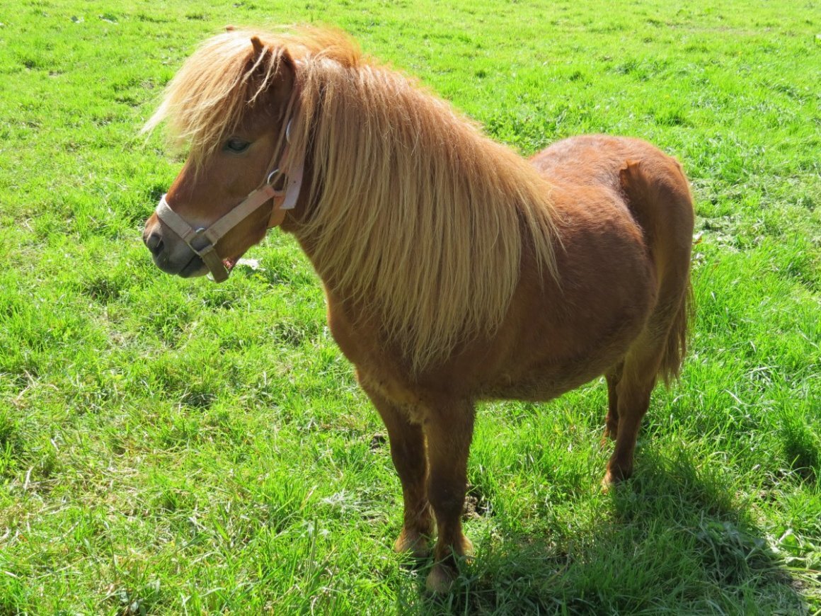 Как выглядит лошадка. Чинкотигский пони. Лошади породы шетлендский. Шотландский пони гнедой. Лошади и пони.