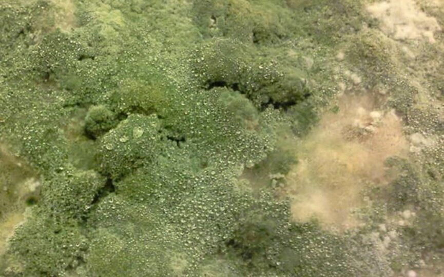 Триходерма Veride