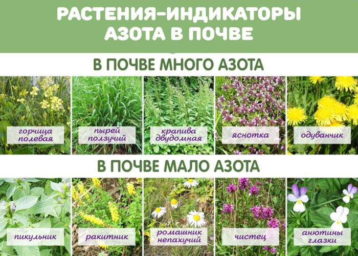 Какая почва подходит для растений