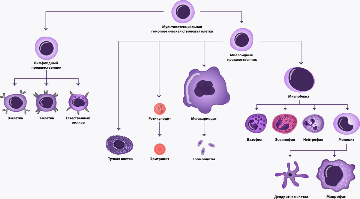 модель кроветворения
