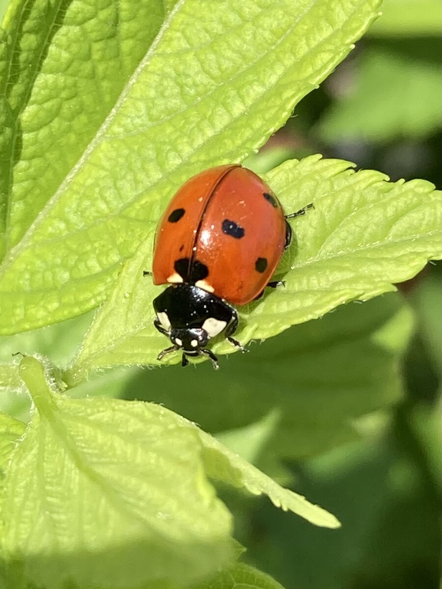 Фото автора. Божья коровка 🐞 