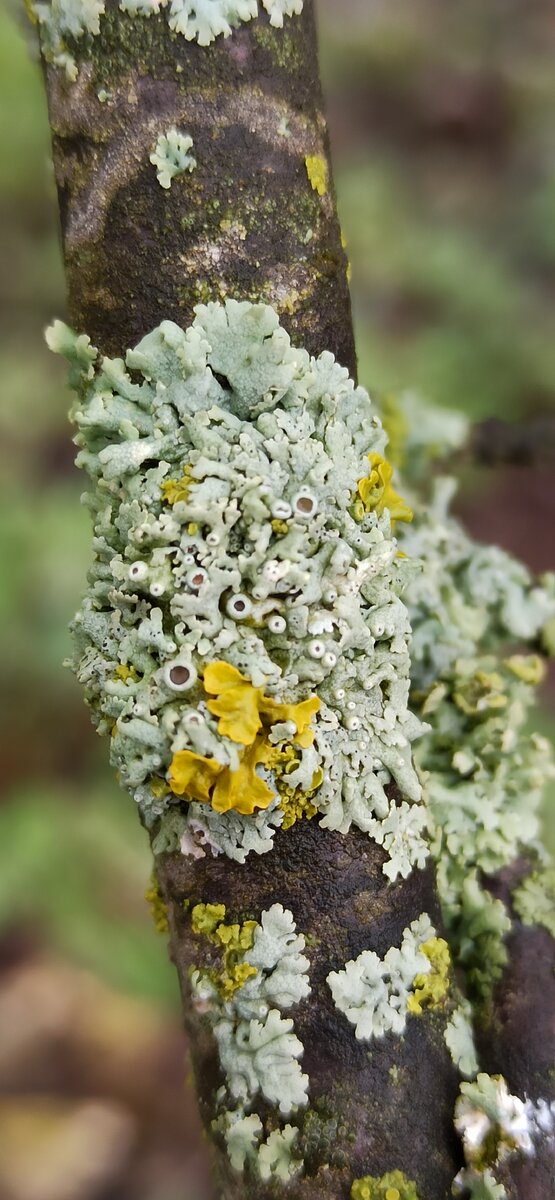 Лишайник на ветке сливы