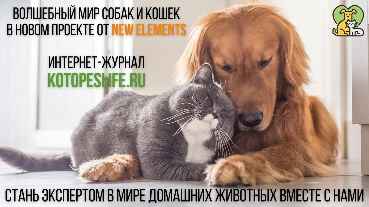 Читай про друзей наших меньших в интернет-журнале Kotopeslife.ru