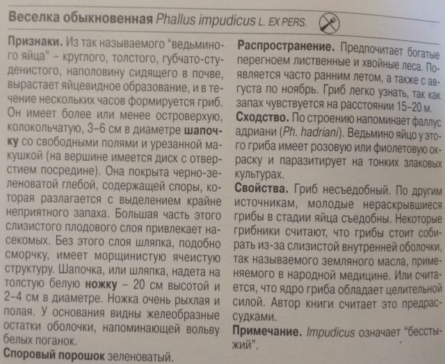 В апрельском лесу Подмосковья вовсю растут первые грибы строчки.Где-то уже и первые сморчки и сморчковые шапочки начали колосится...А есть у строчка и веселая родственница,так и называется-веселка.-2